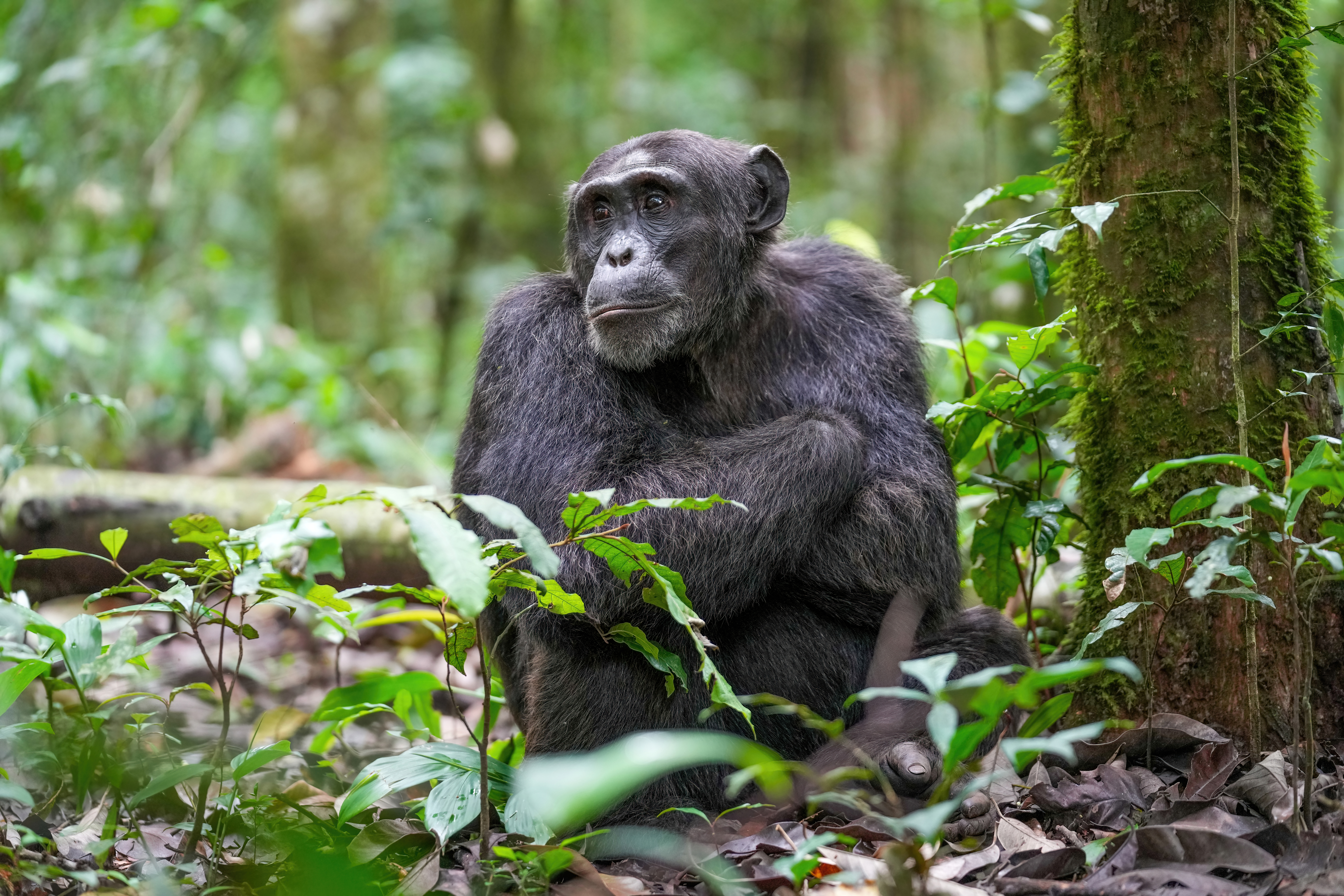 Ape - Educational animal facts and stunning wildlife photos