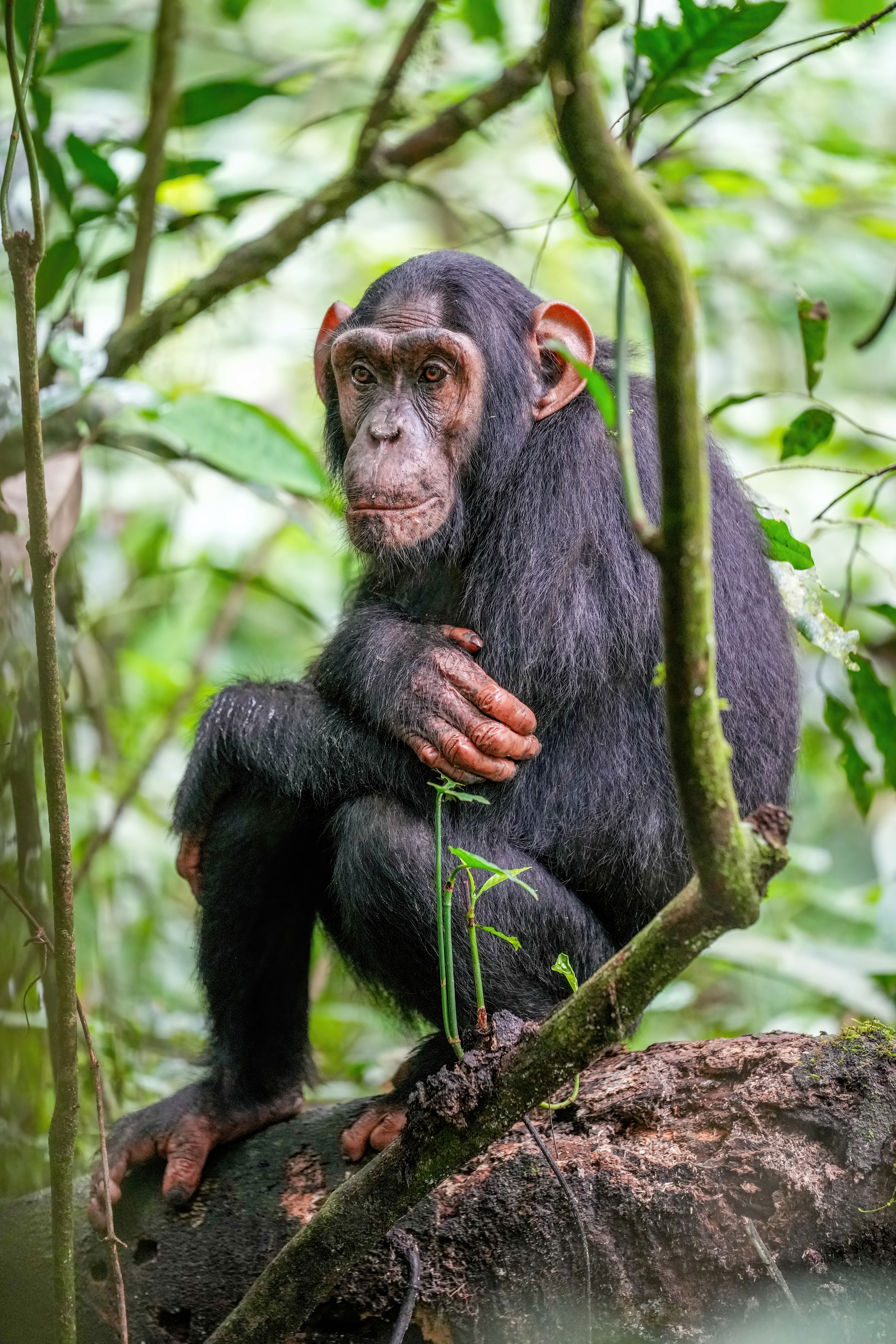 Chimpanzee - Educational animal facts and stunning wildlife photos