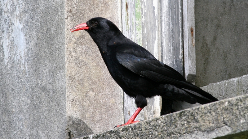 Chough