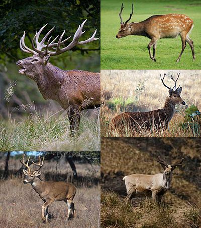 Deer - Educational animal facts and stunning wildlife photos