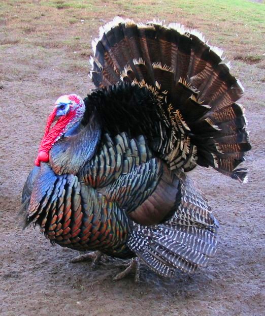 Domestic_turkey