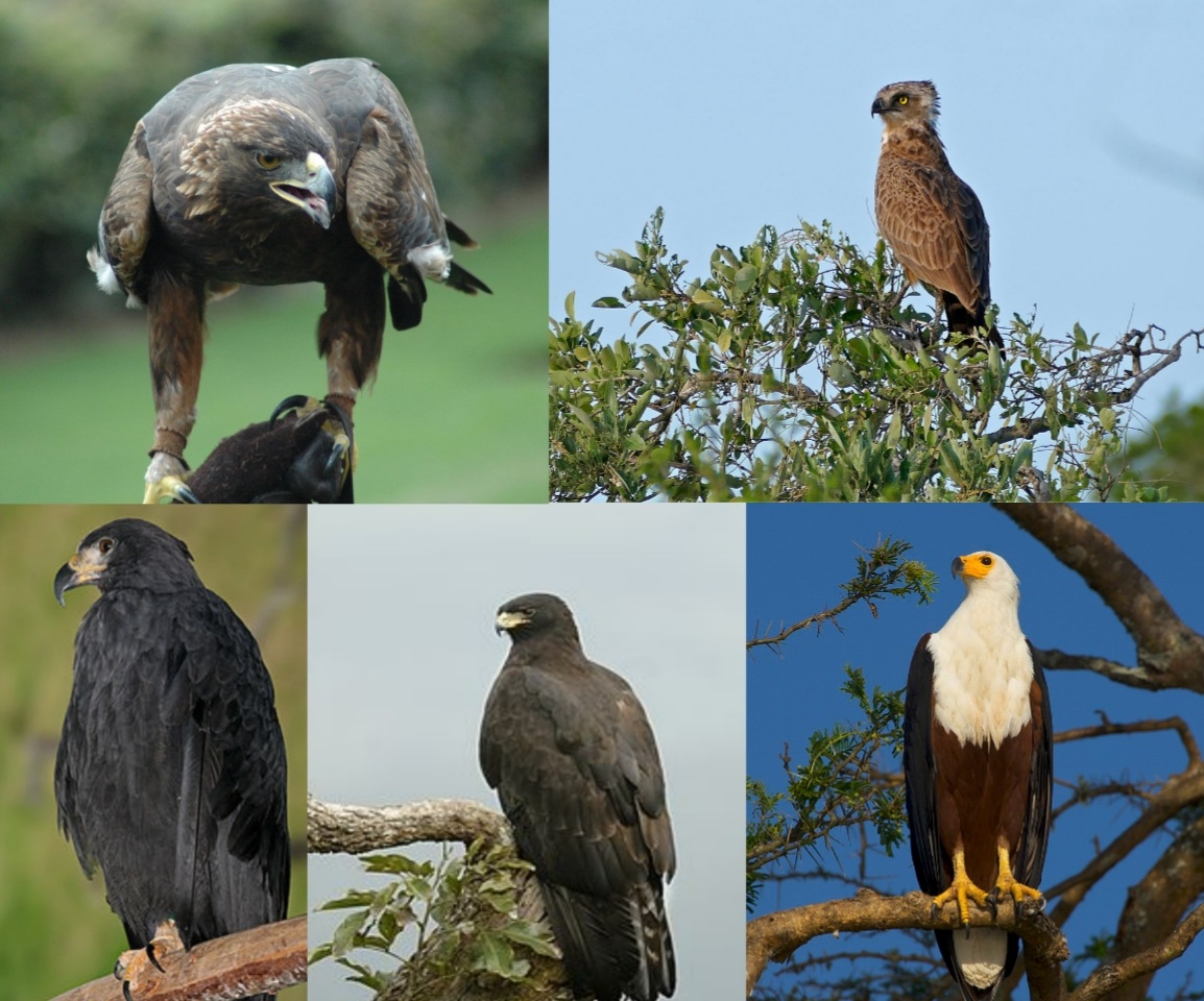 Eagle (Aquila) perched on a branch