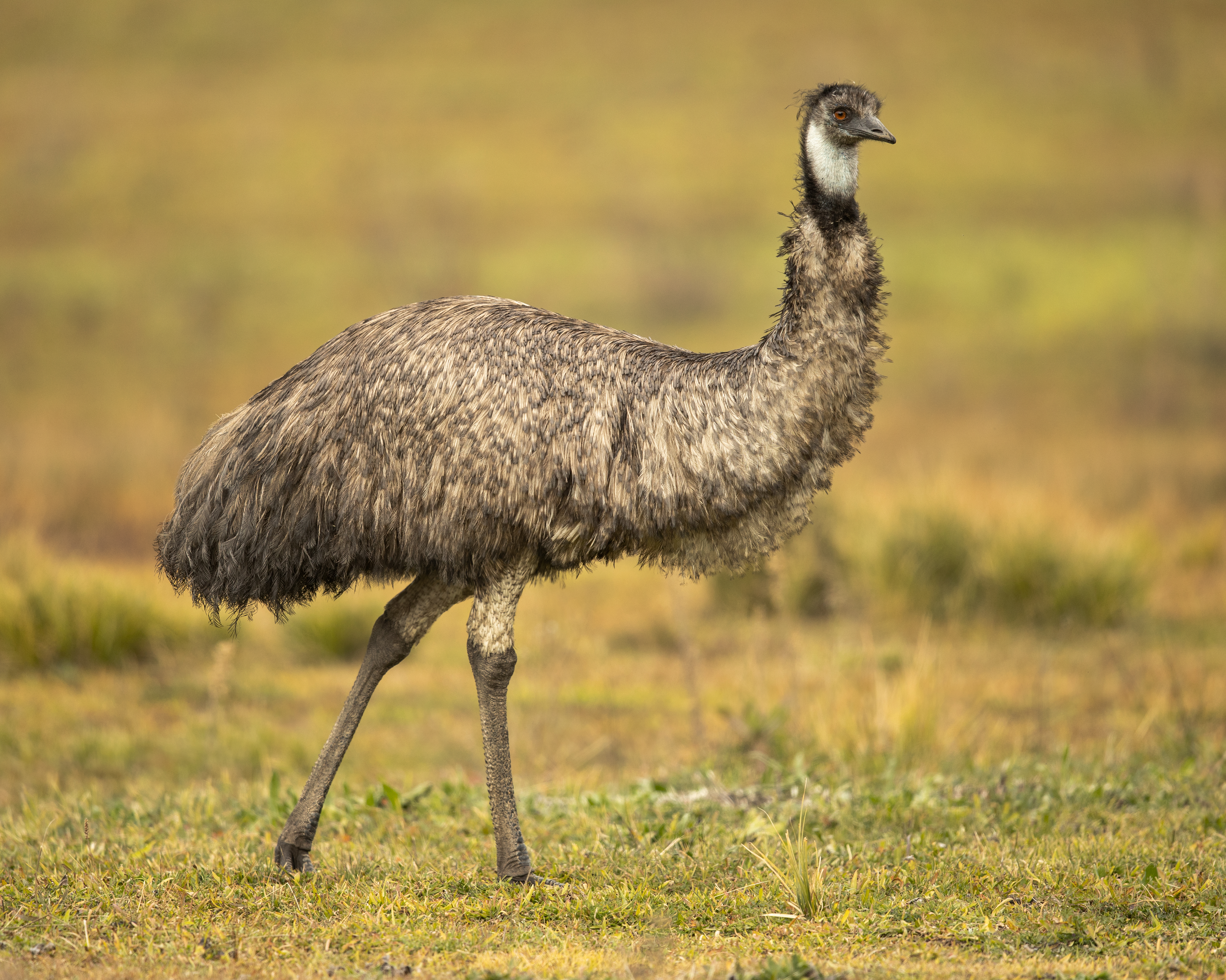 Emu standing in grassland