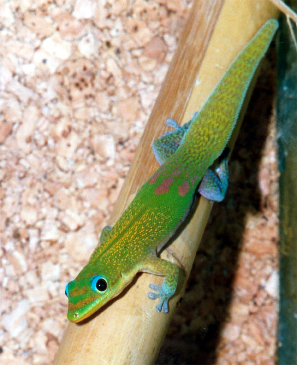Gecko - Educational animal facts and stunning wildlife photos