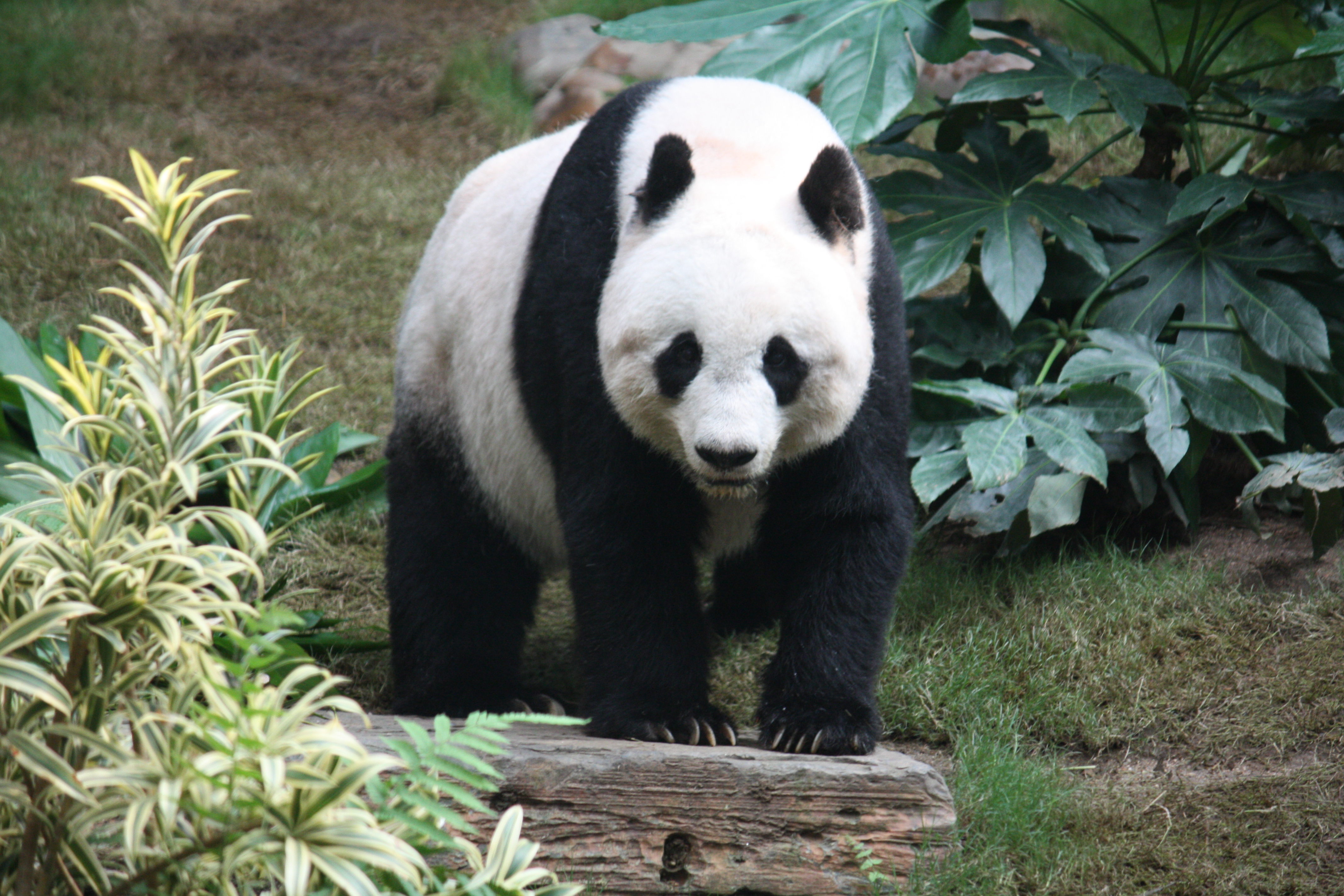 Giant_panda