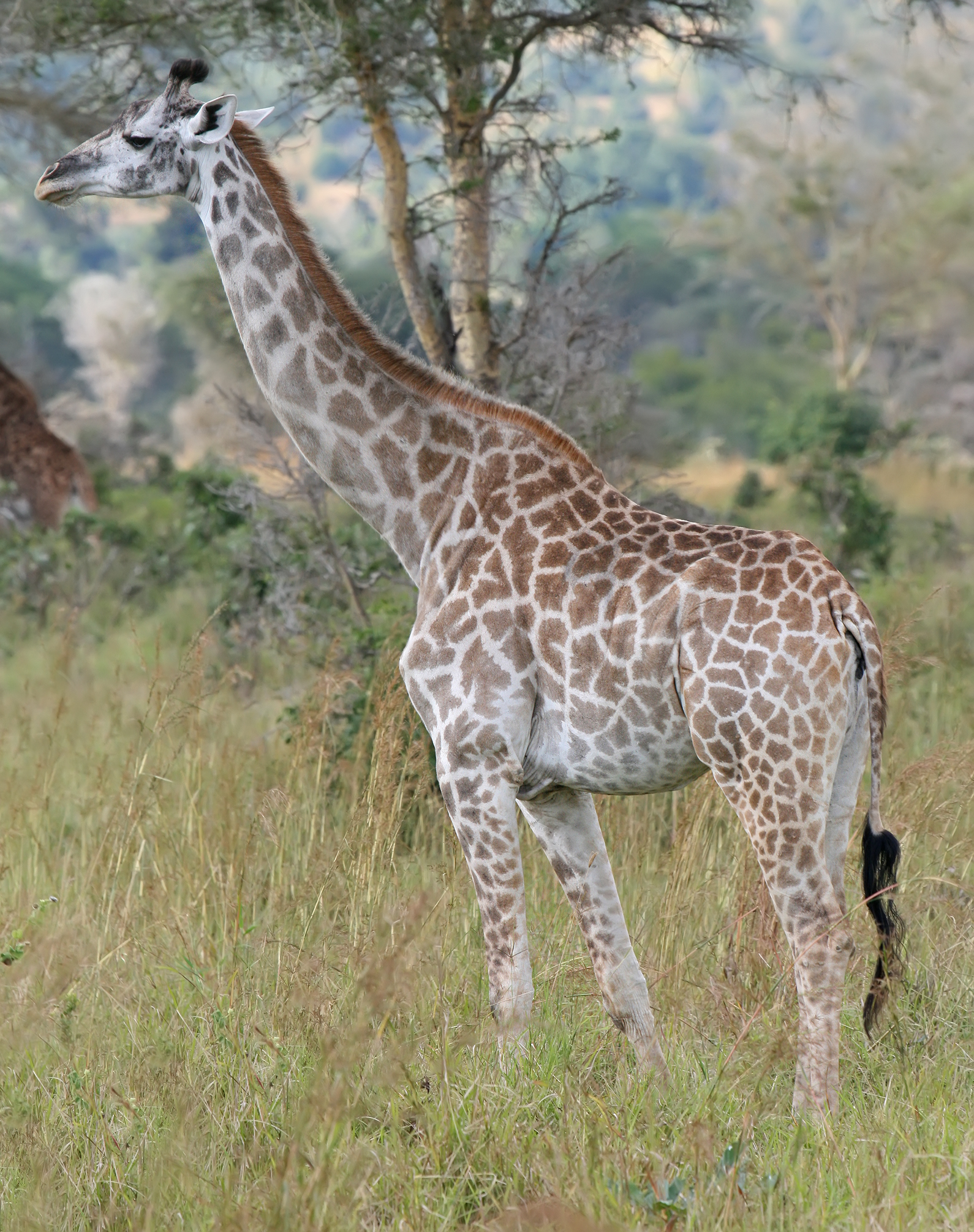 Photo of Giraffe