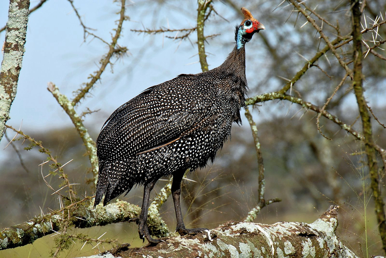 Guinea_fowl