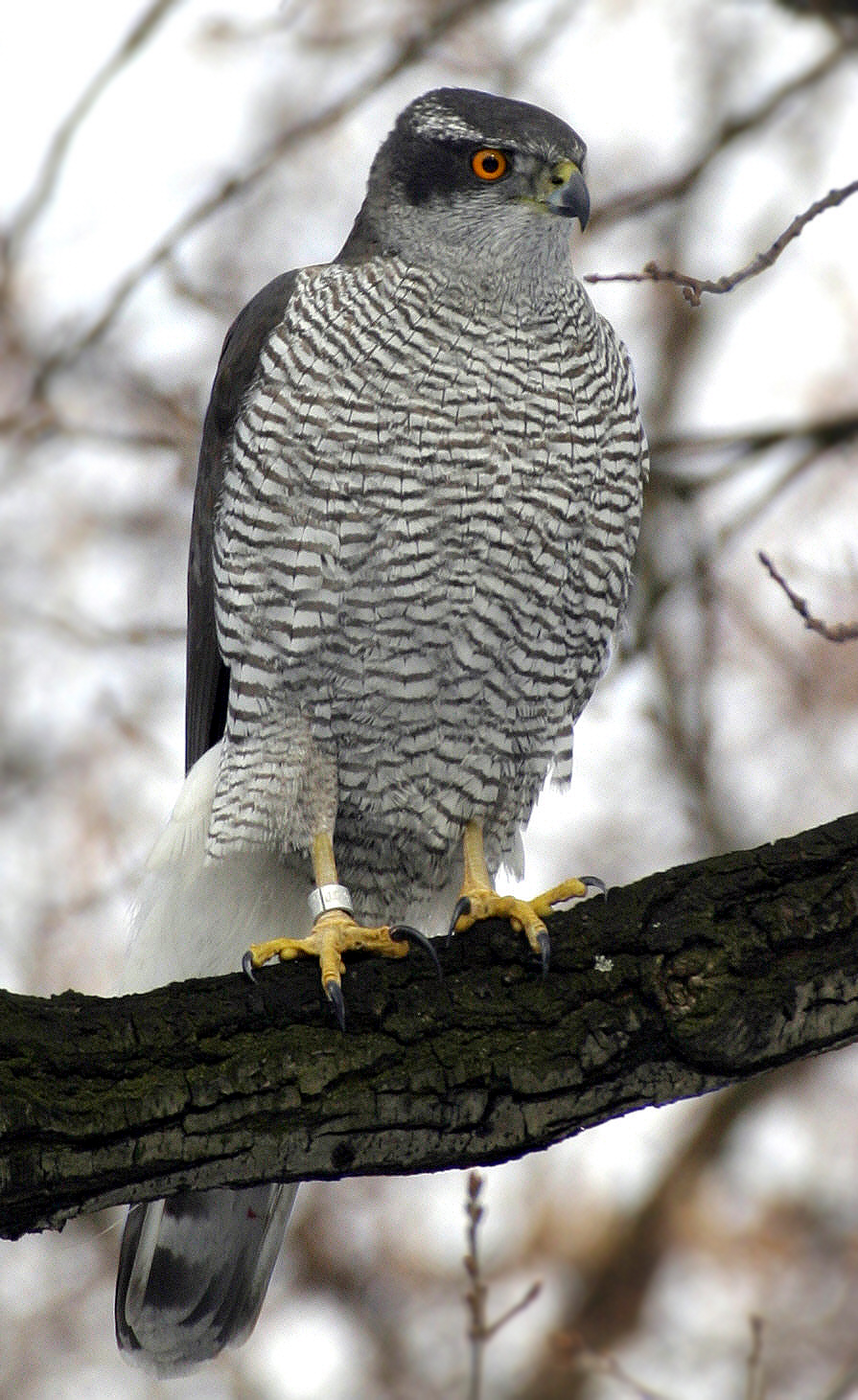 Hawk in flight with spread wings
