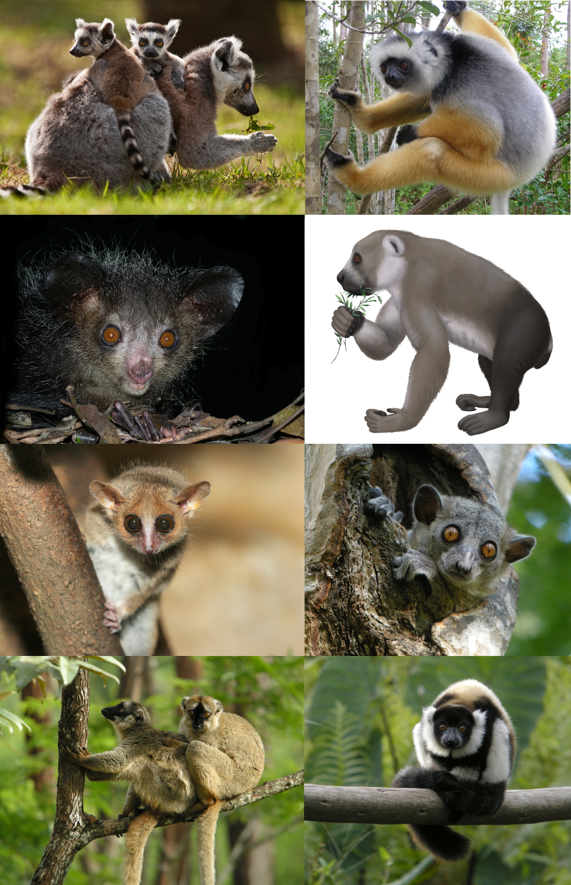 Lemur - Educational animal facts and stunning wildlife photos