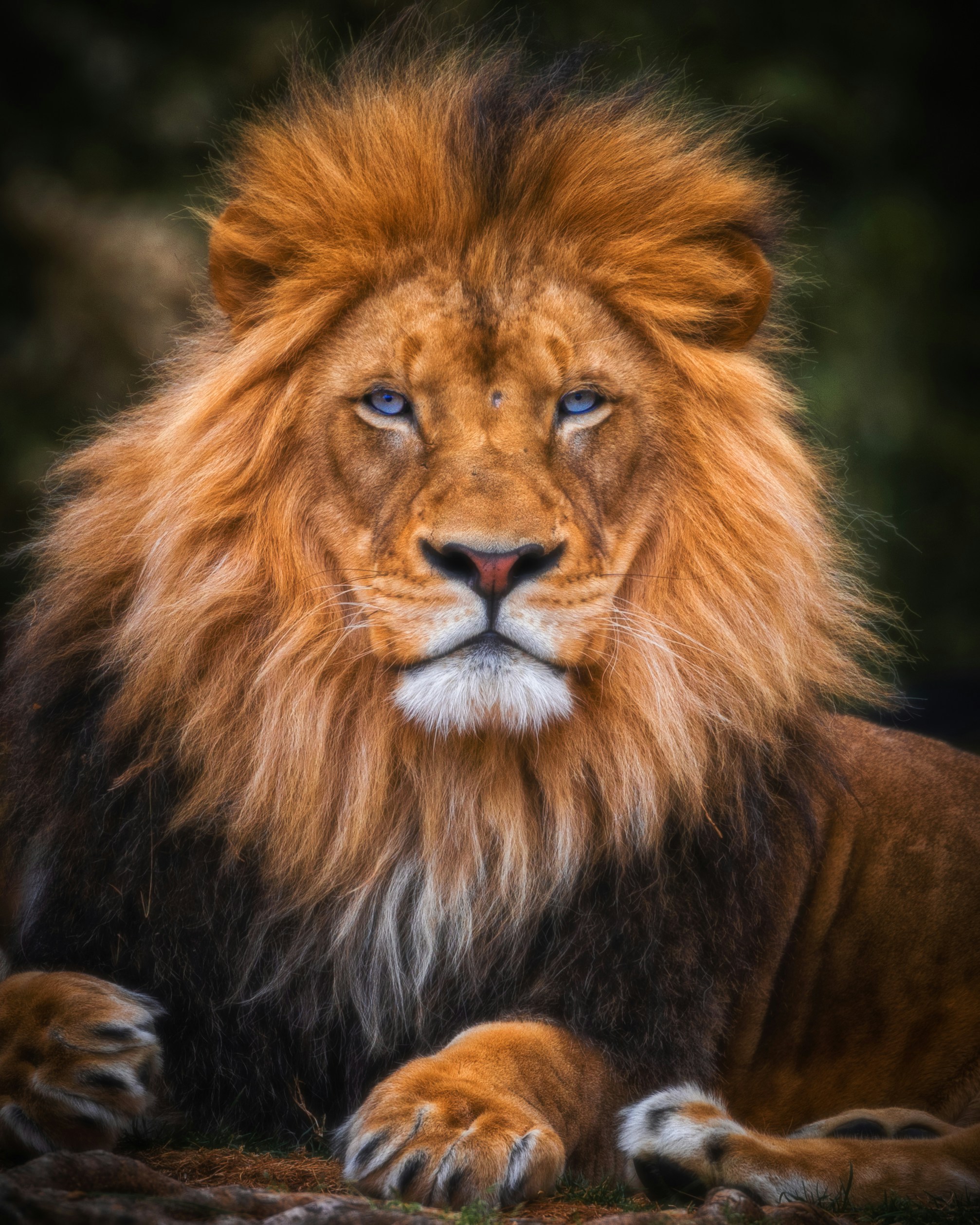 Photo of Lion