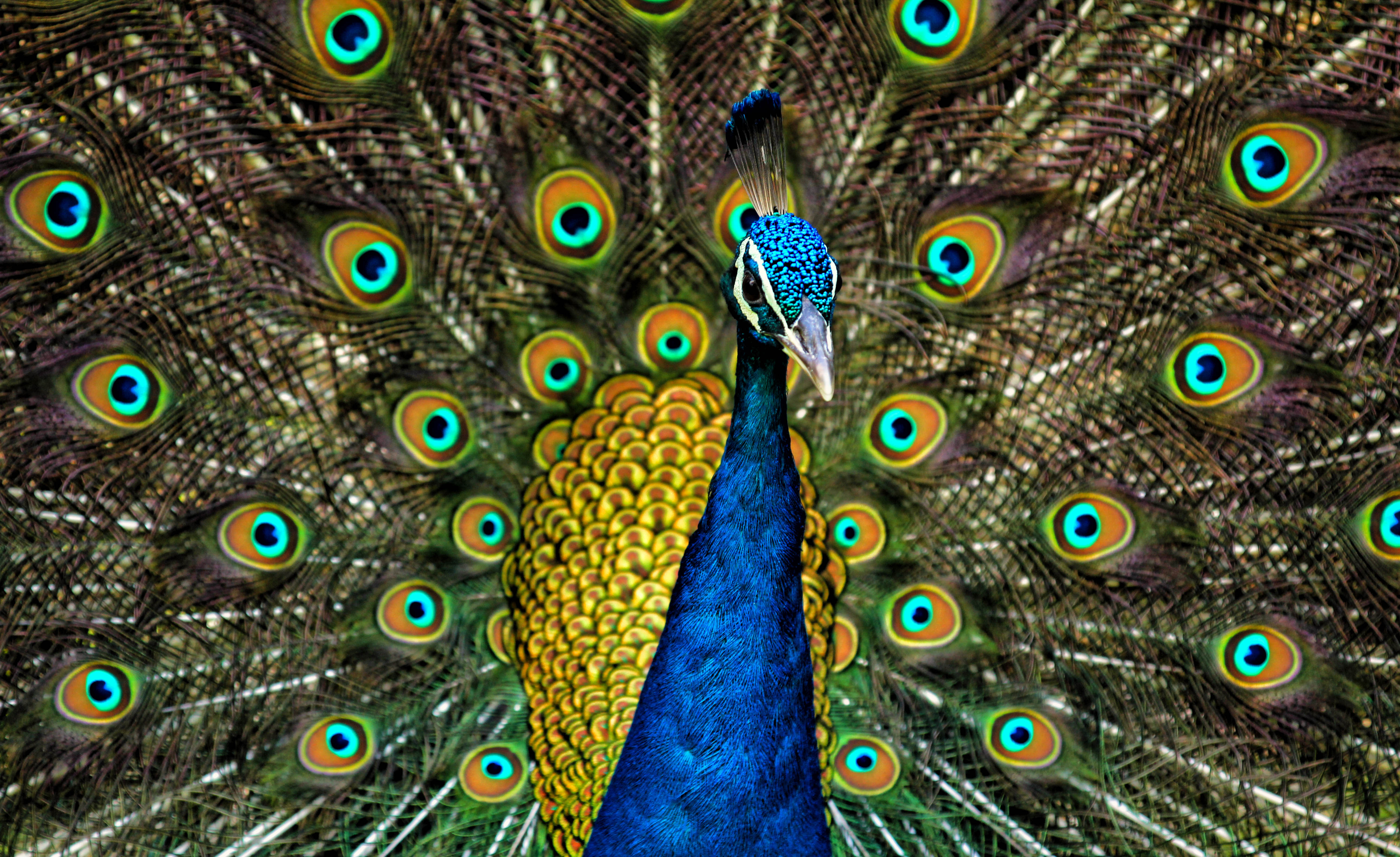 Peafowl