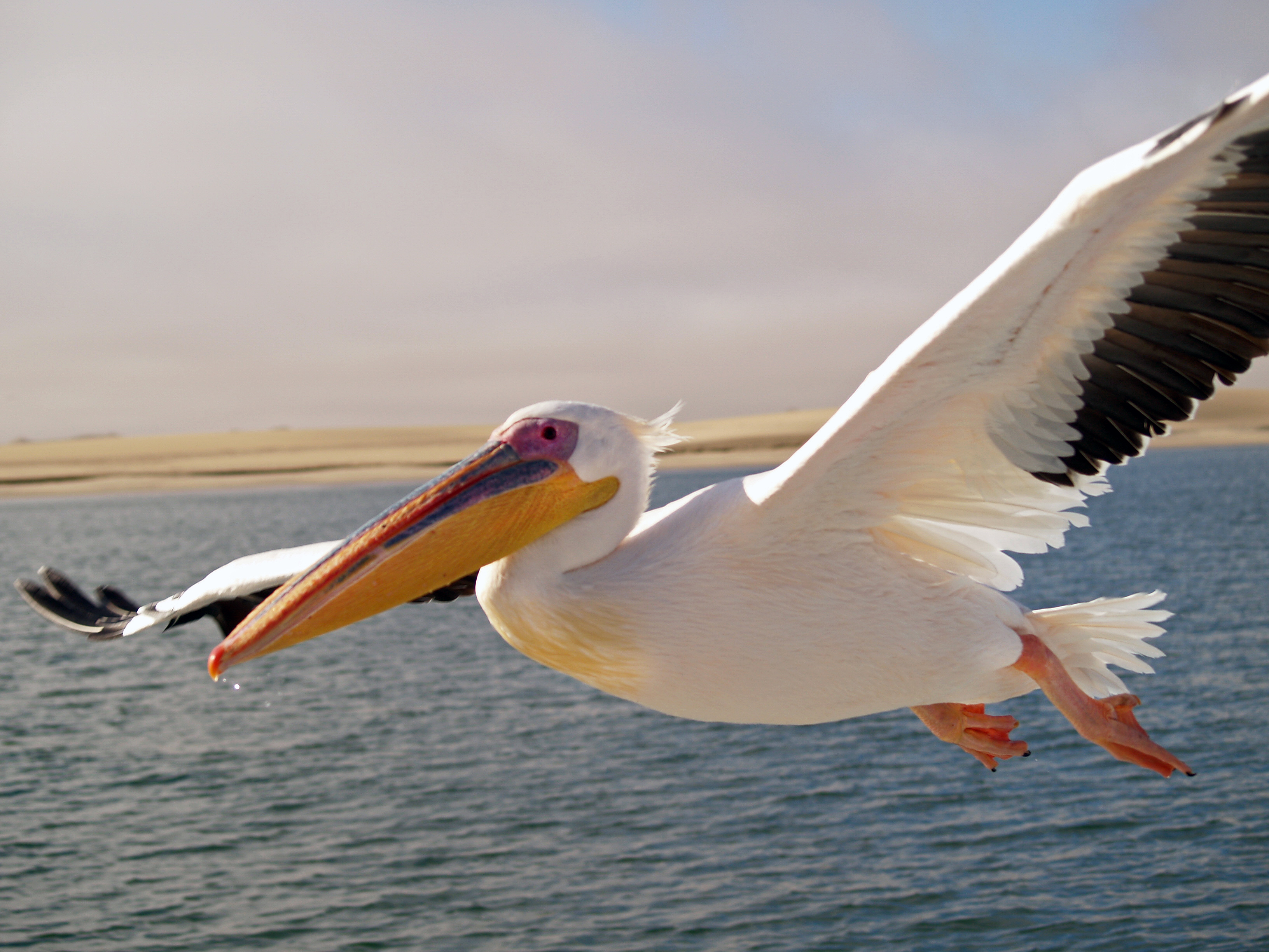 Pelican - Educational animal facts and stunning wildlife photos