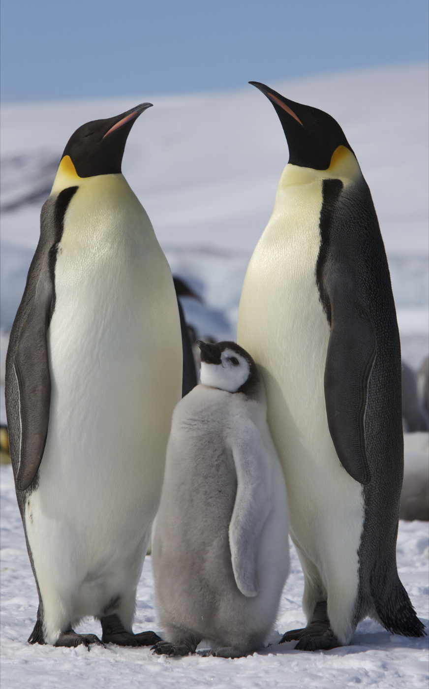 Photo of Penguin
