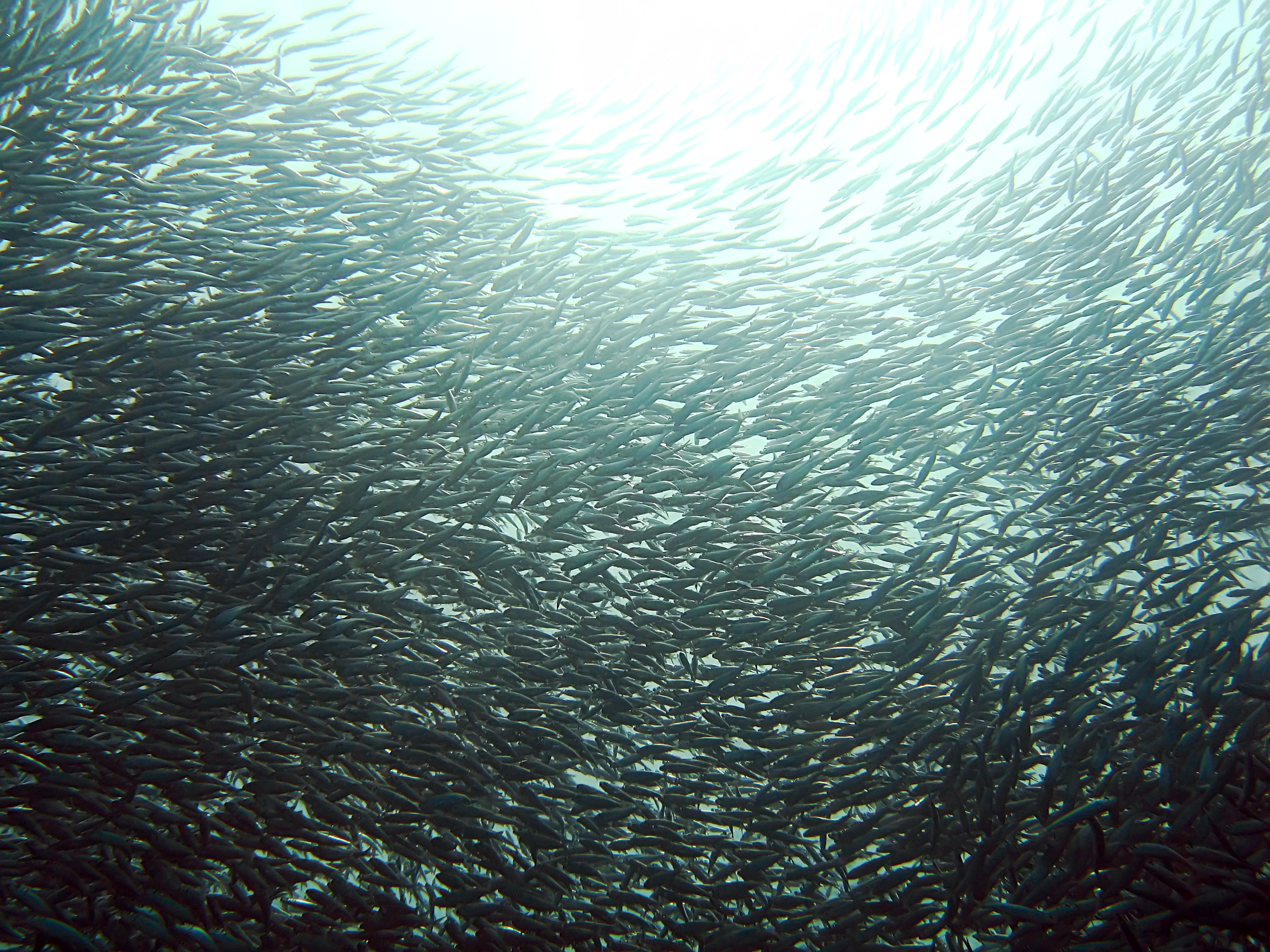 Sardine