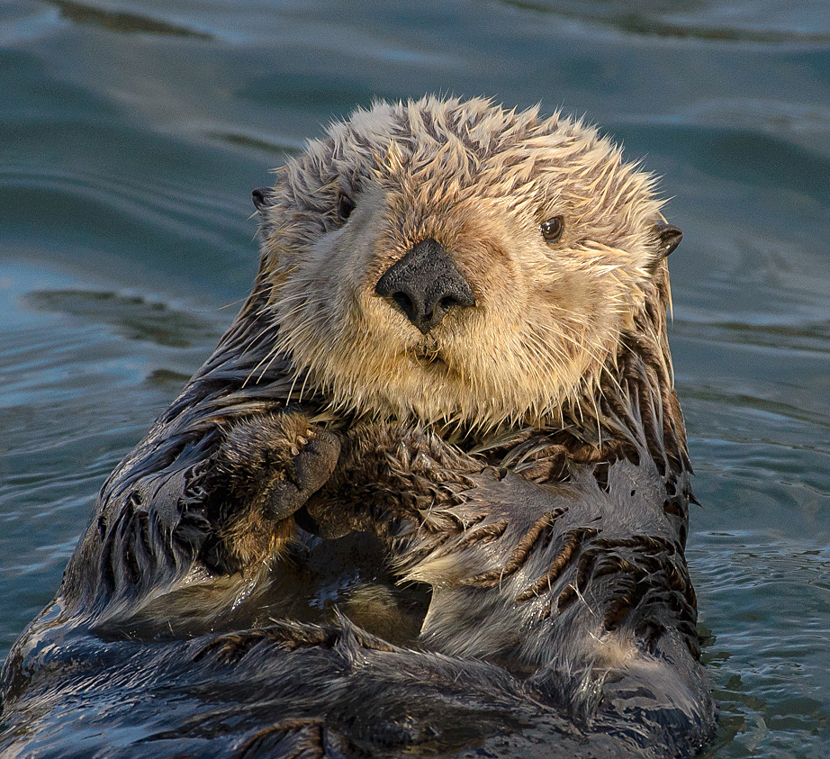 Sea_otter
