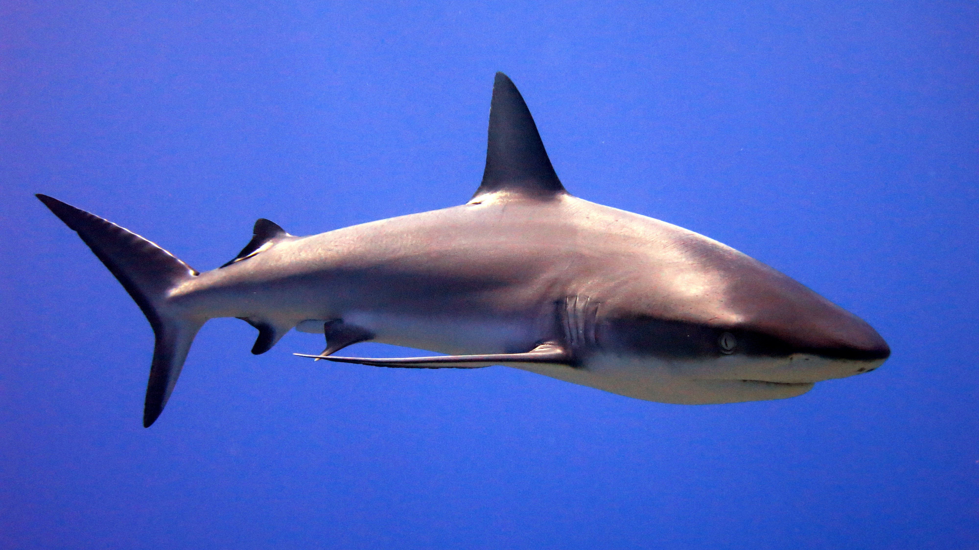 Photo of Shark