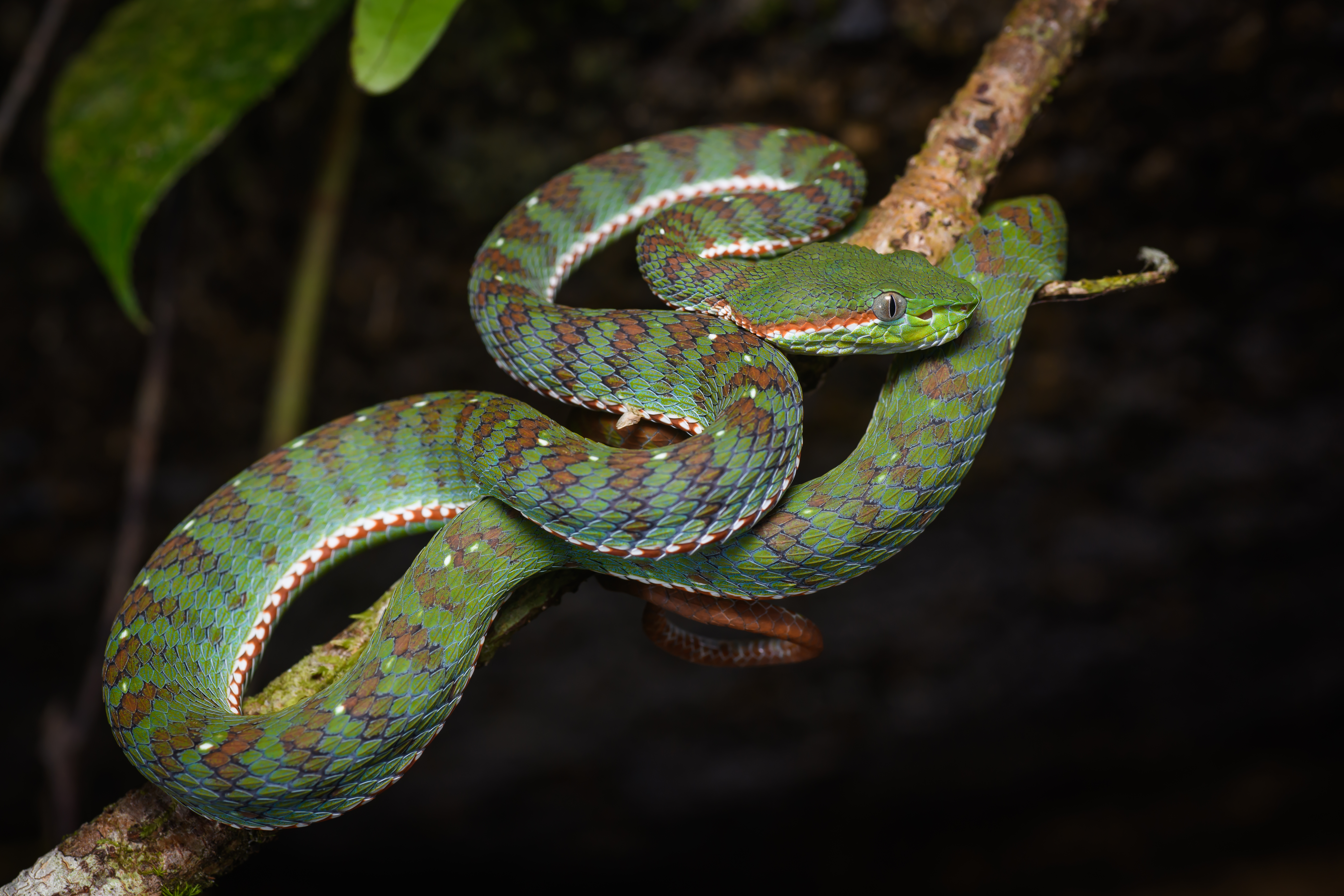 Snake - Educational animal facts and stunning wildlife photos