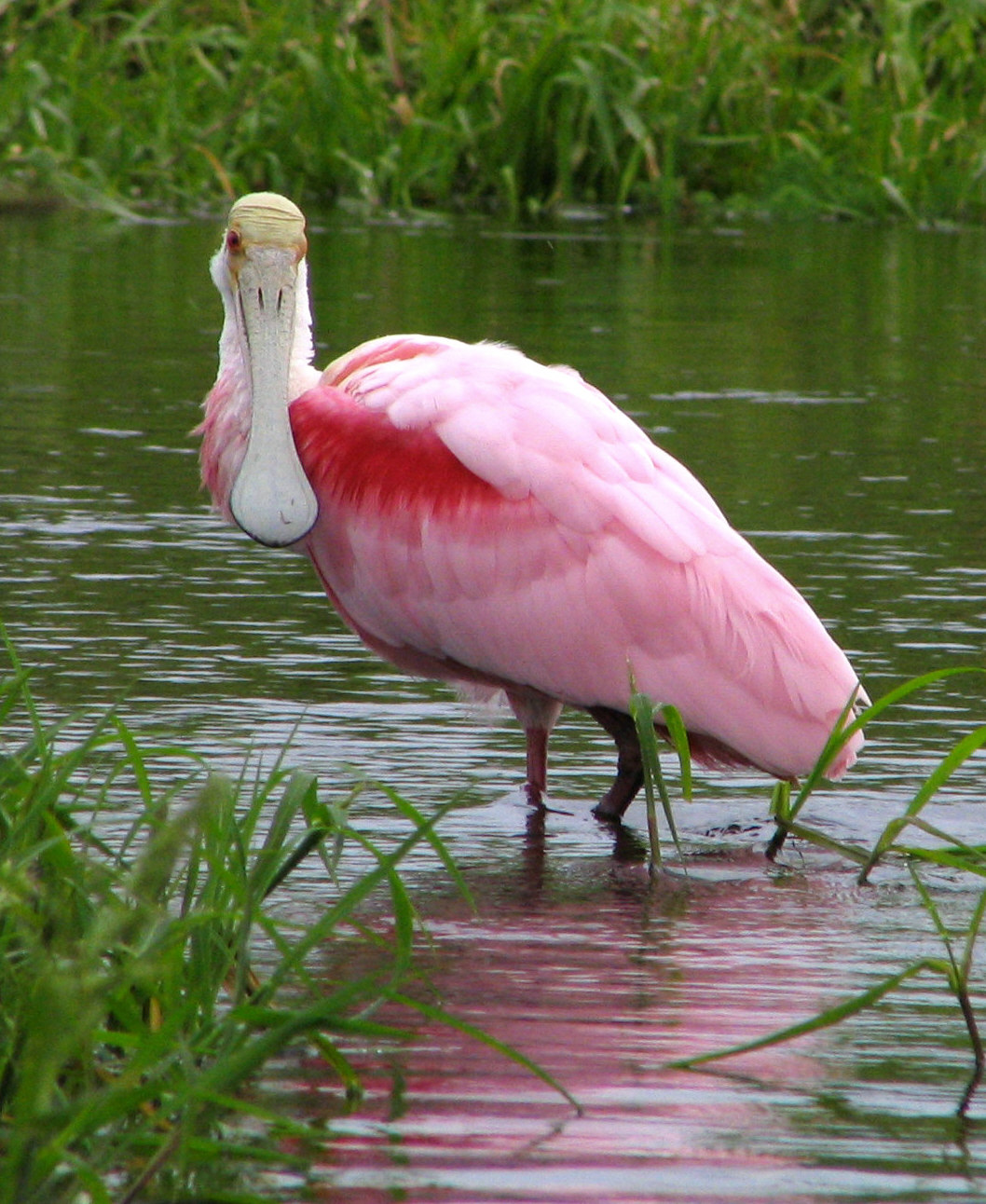 Spoonbill