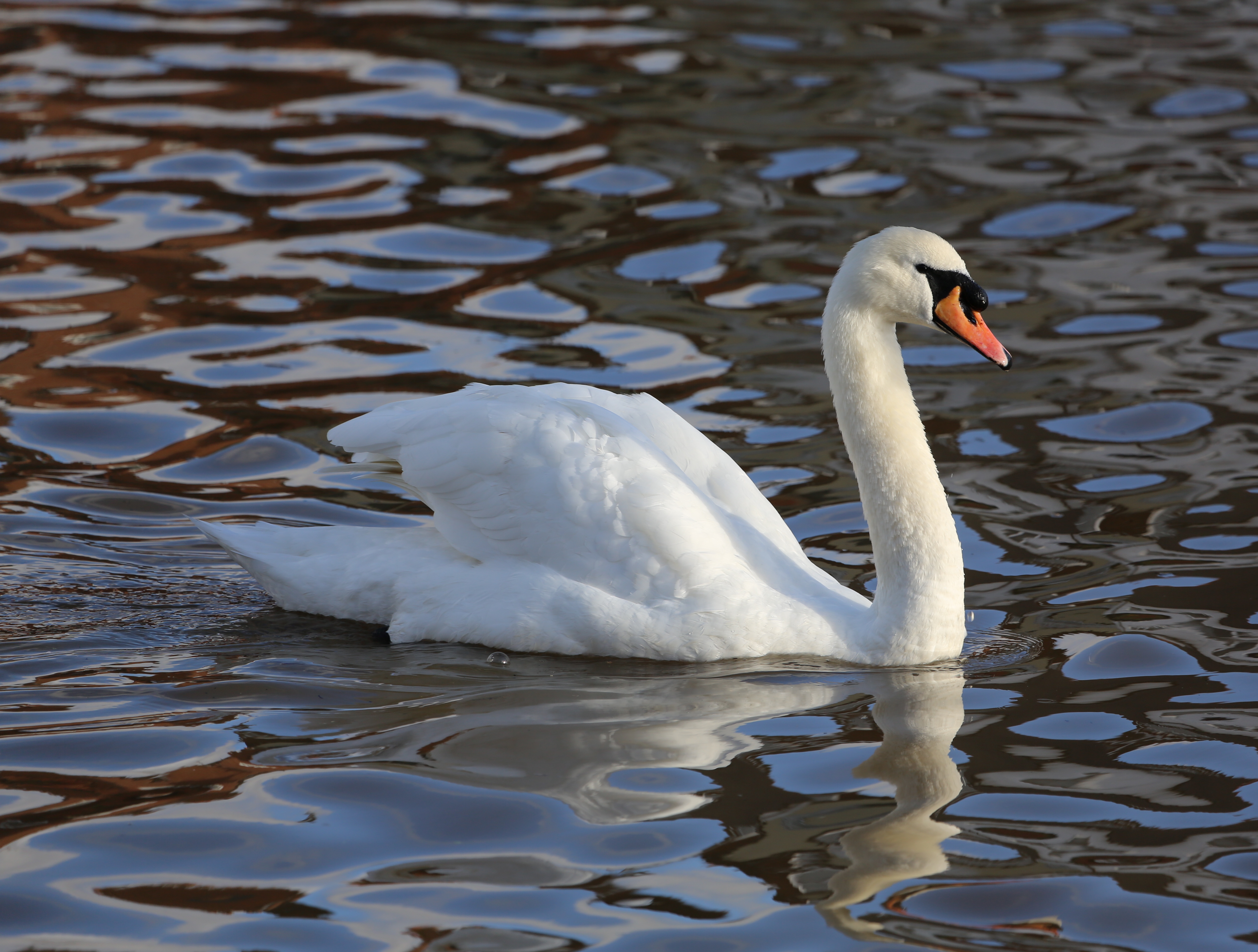 Swan gliding on a lake