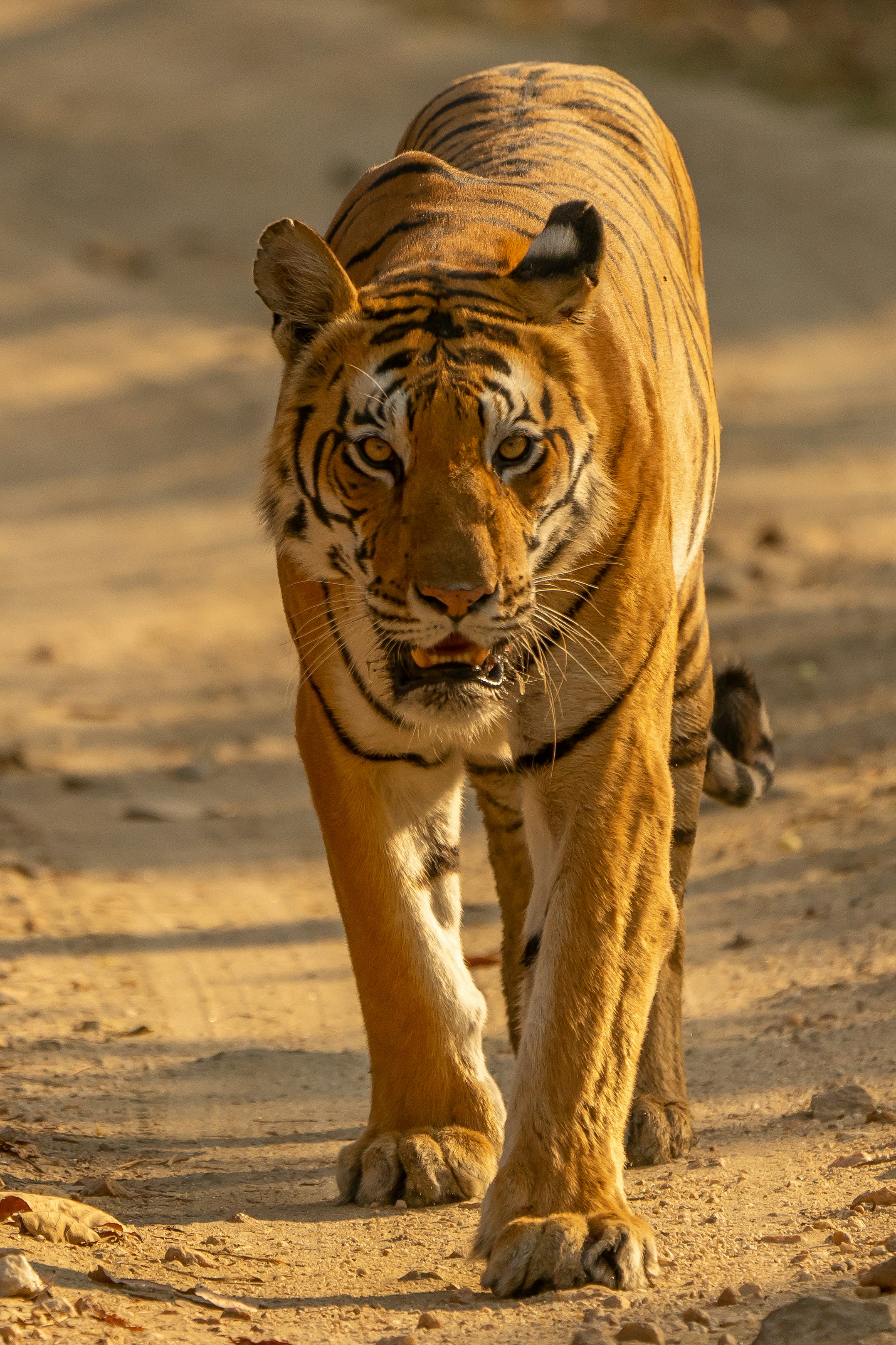 Bengal tiger walking through a forest clearing