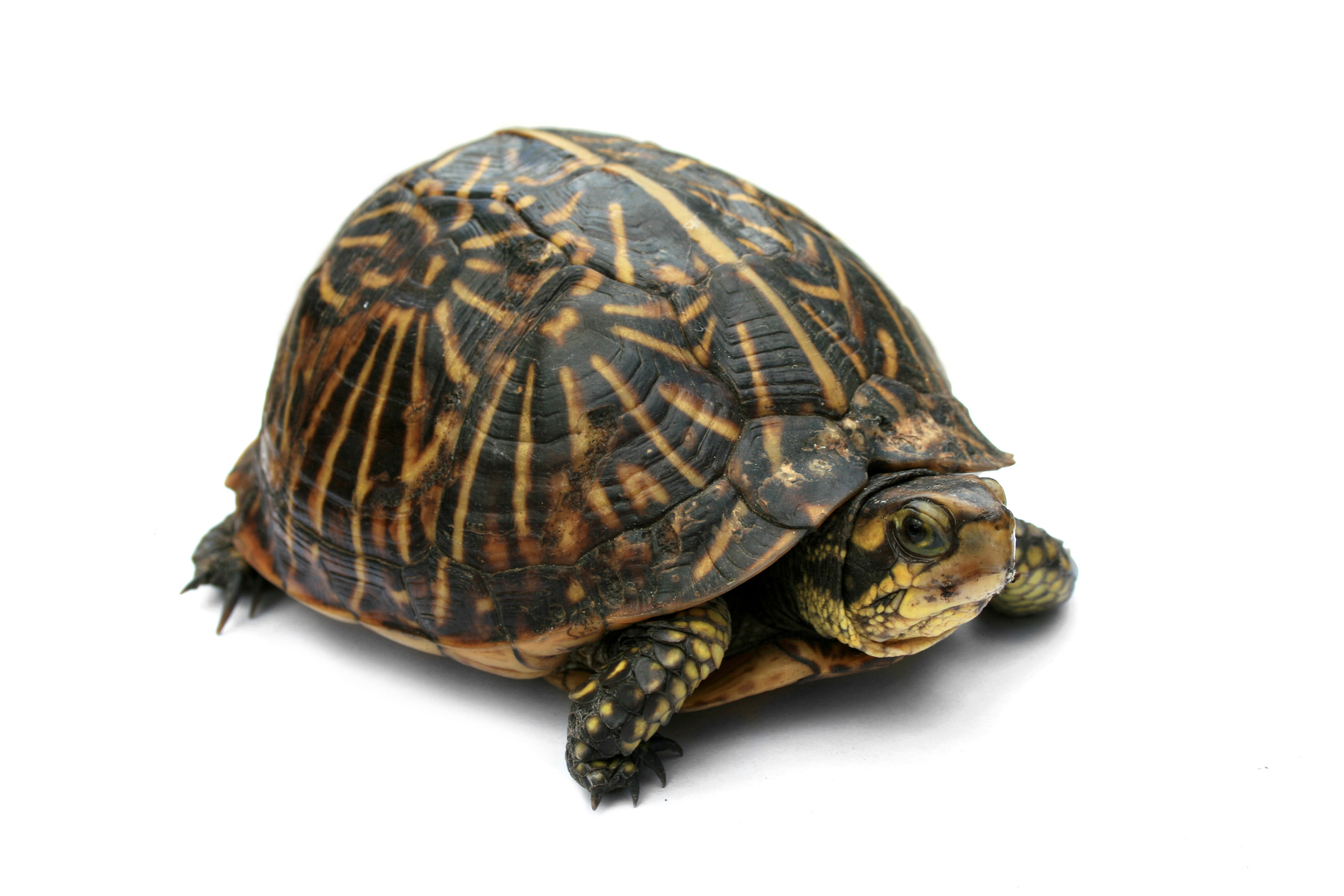 Turtle - Educational animal facts and stunning wildlife photos