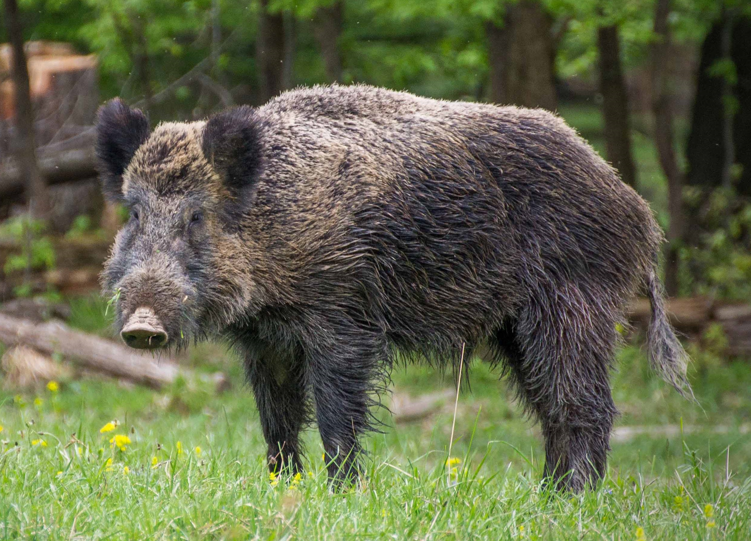 Wild_boar