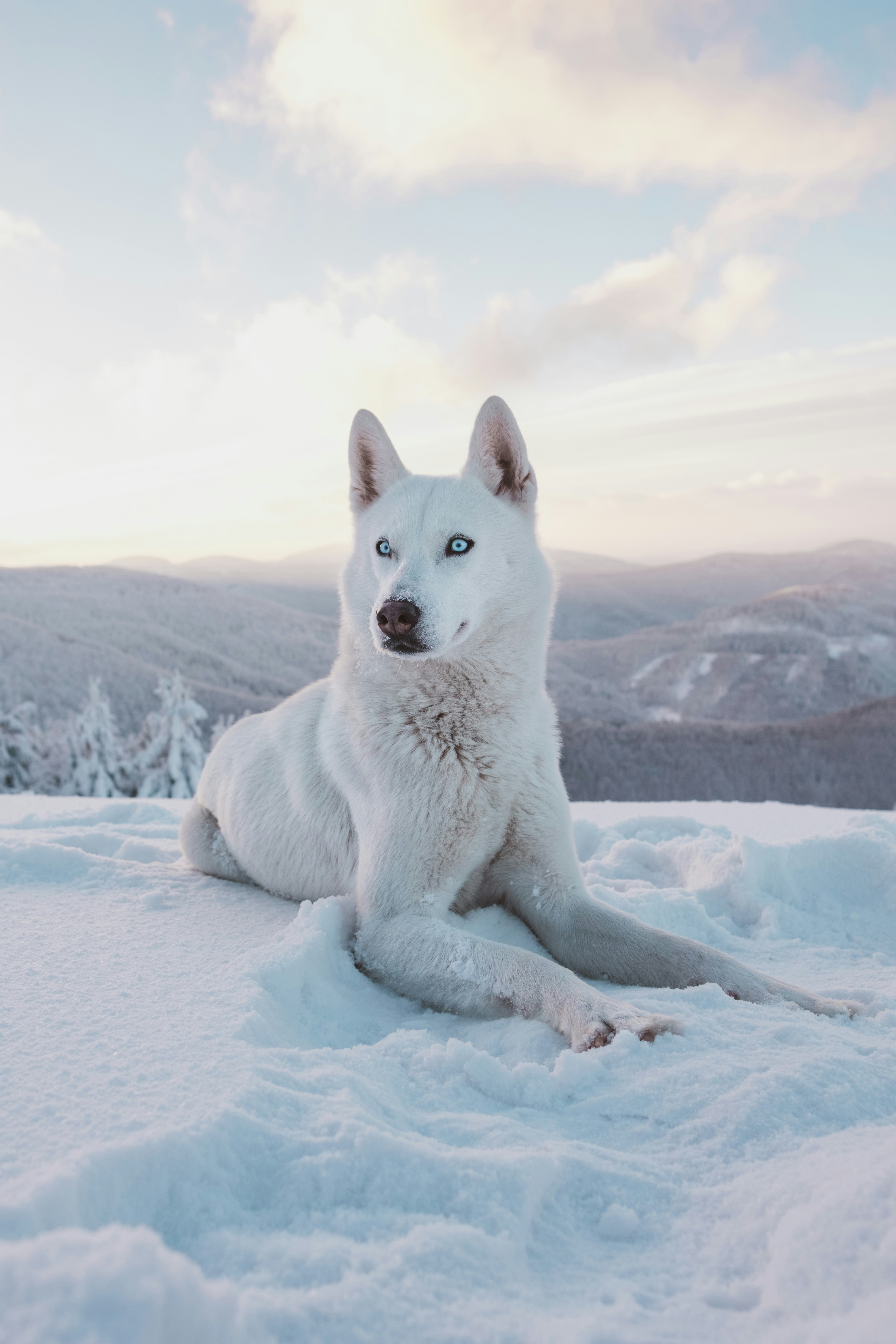 Gray wolf standing alert in snowy forest
